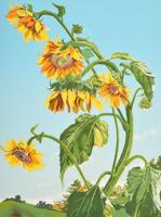 Sondra Freckelton Sunflowers Lithograph, Signed Ed. - Sold for $562 on 02-18-2021 (Lot 713).jpg